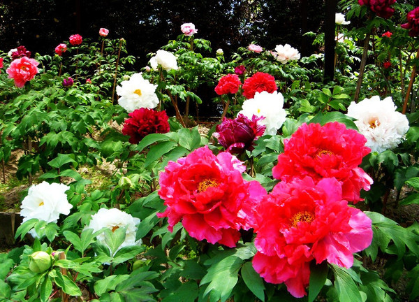 花