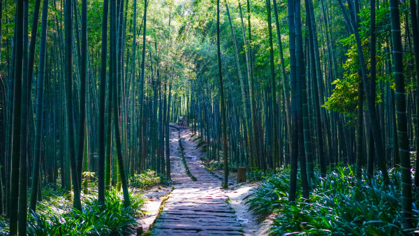 竹海