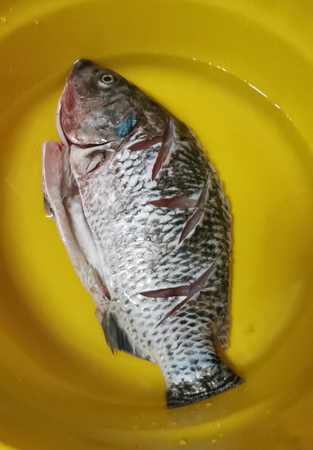 鱼