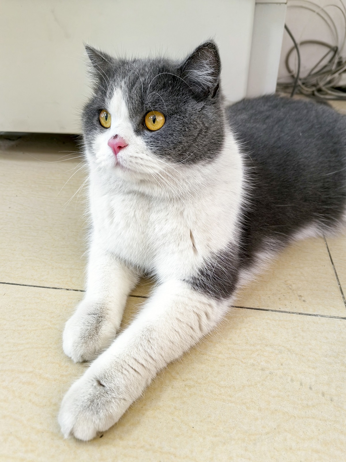 大白菜