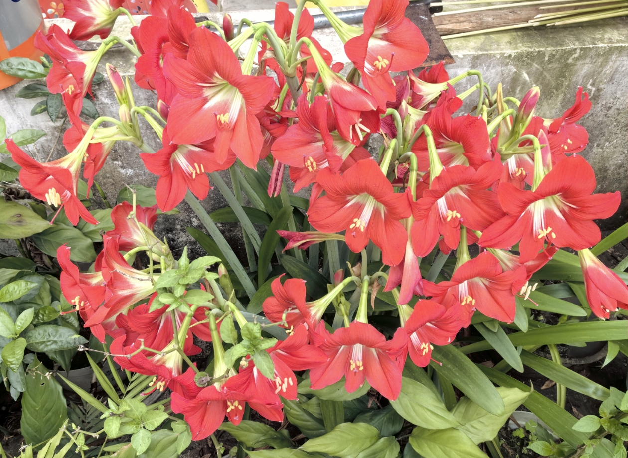 花