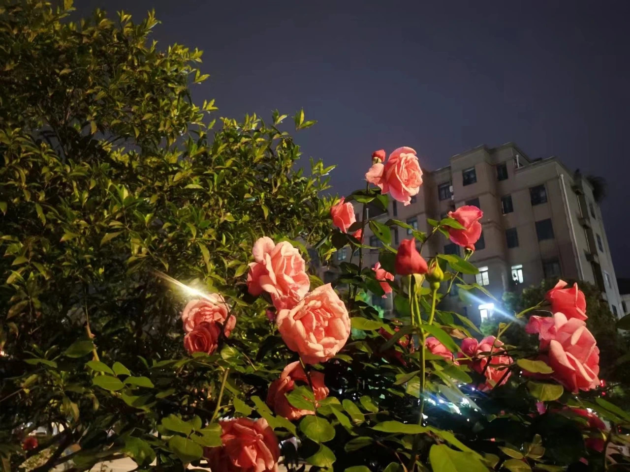 花夜