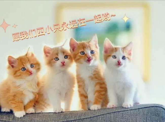 生日11114小只