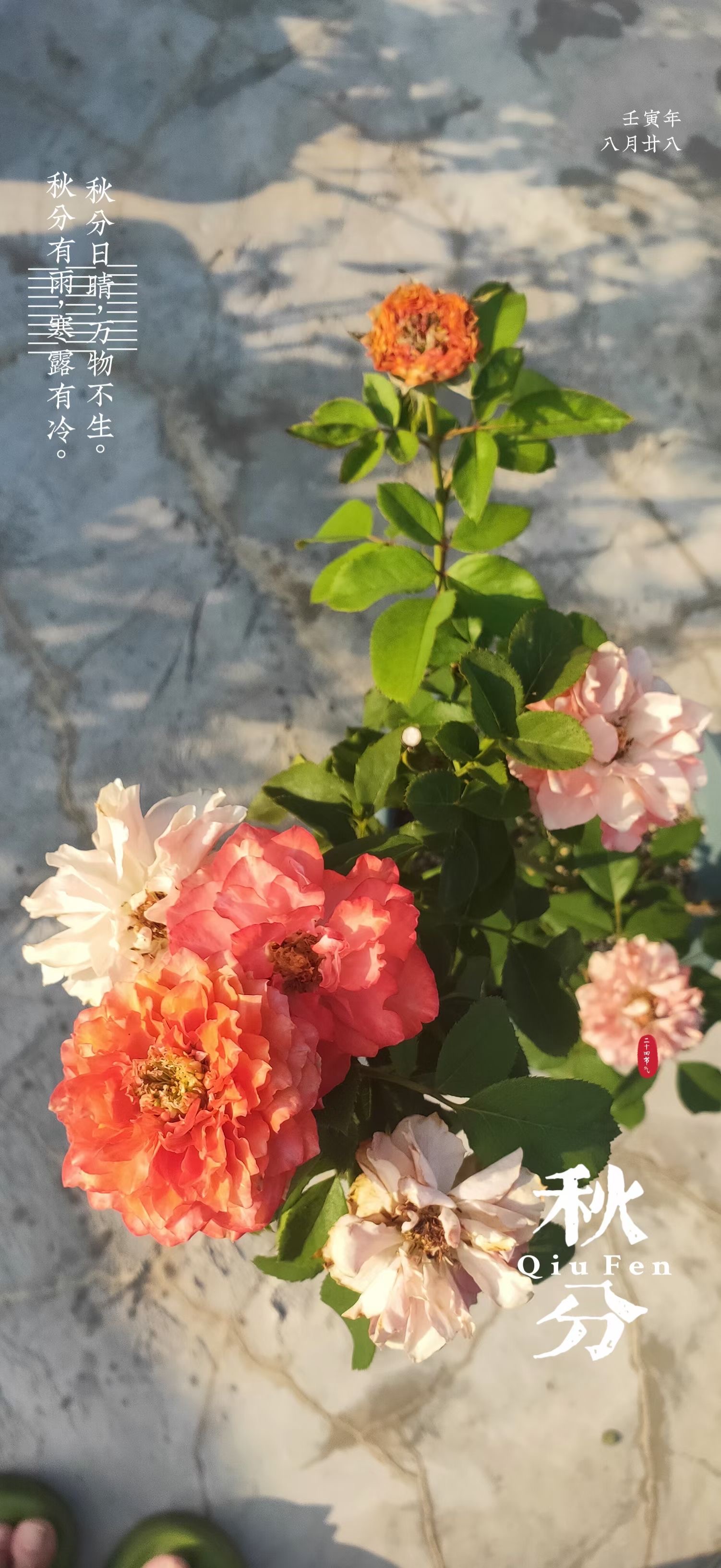 秋分