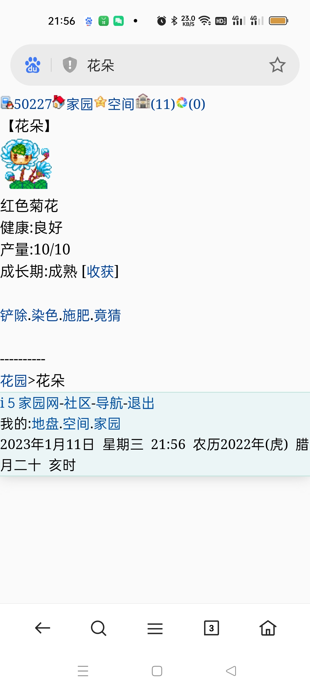 陈清河那朵红菊花是白色的