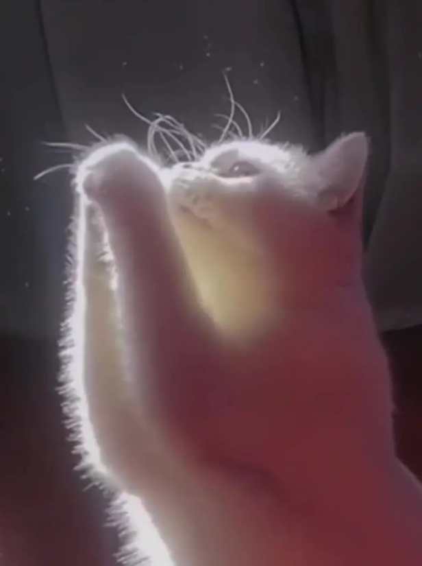 我对着光许愿：爱的人，常伴身边