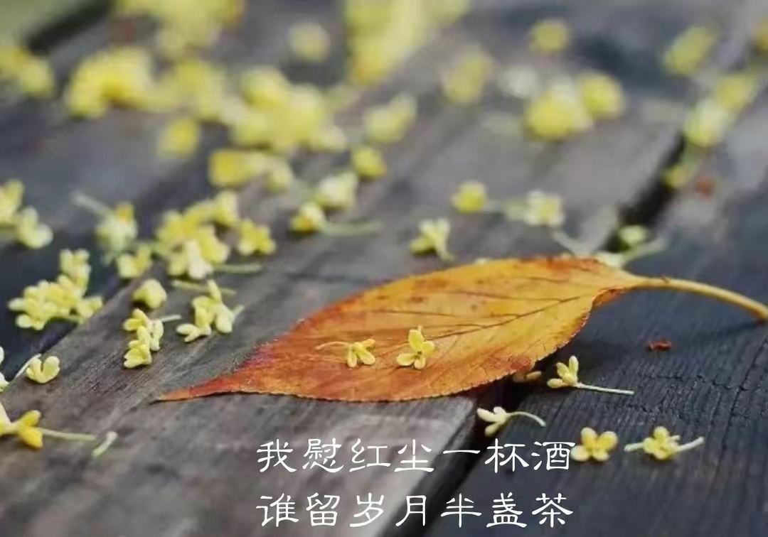 我慰红尘一杯酒