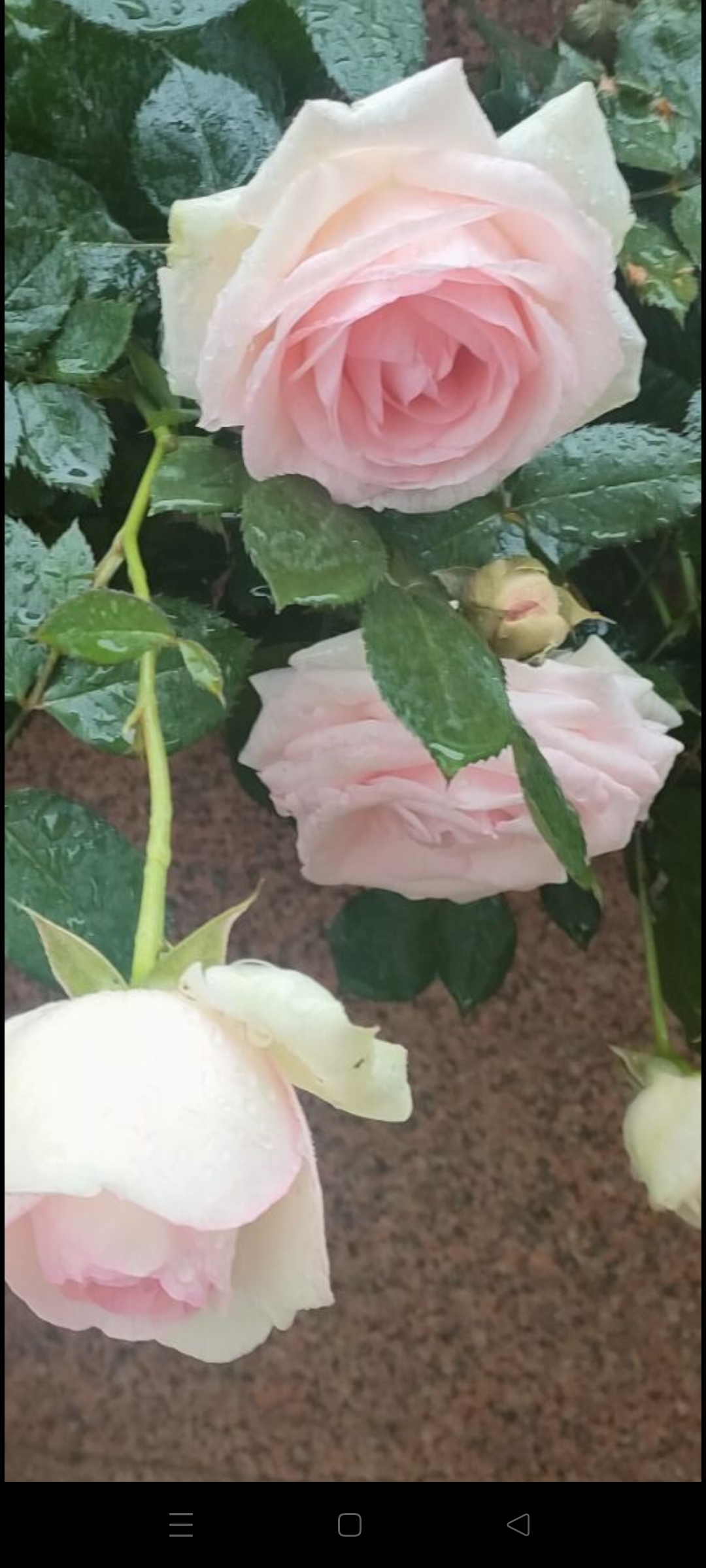 ???+我最喜欢的颜色