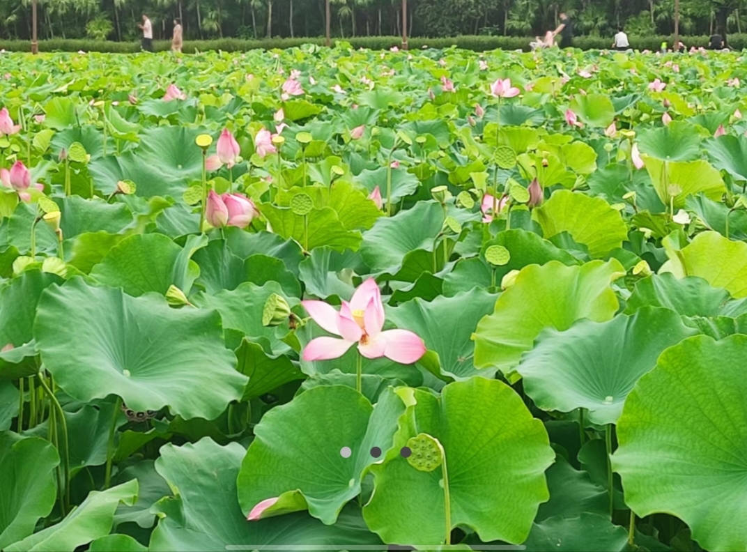 借花敬佛