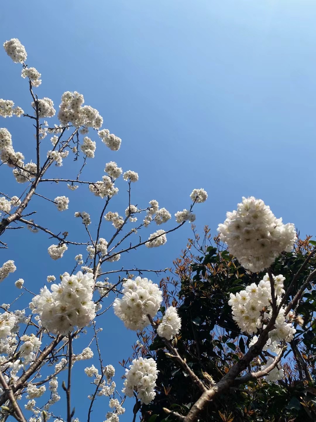 赏花归来