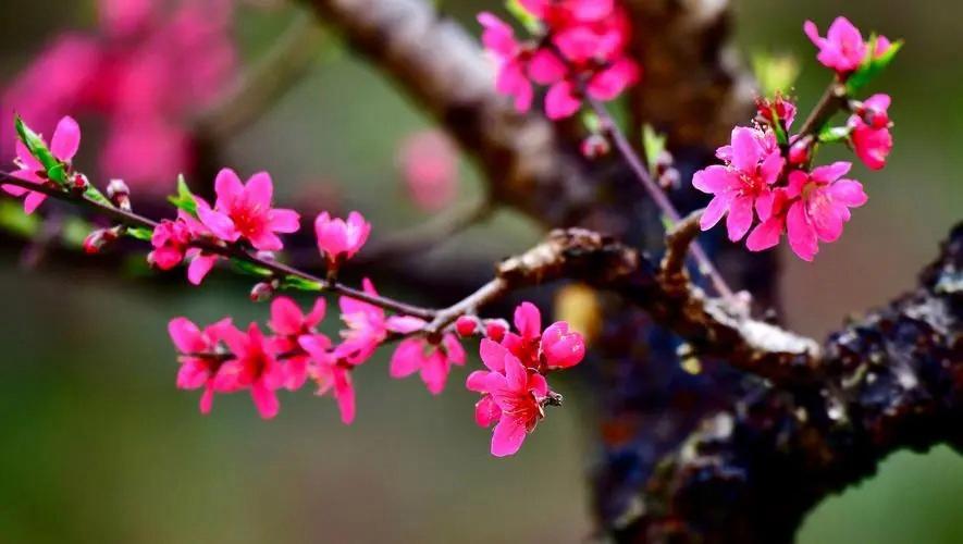 《春日赏桃花》