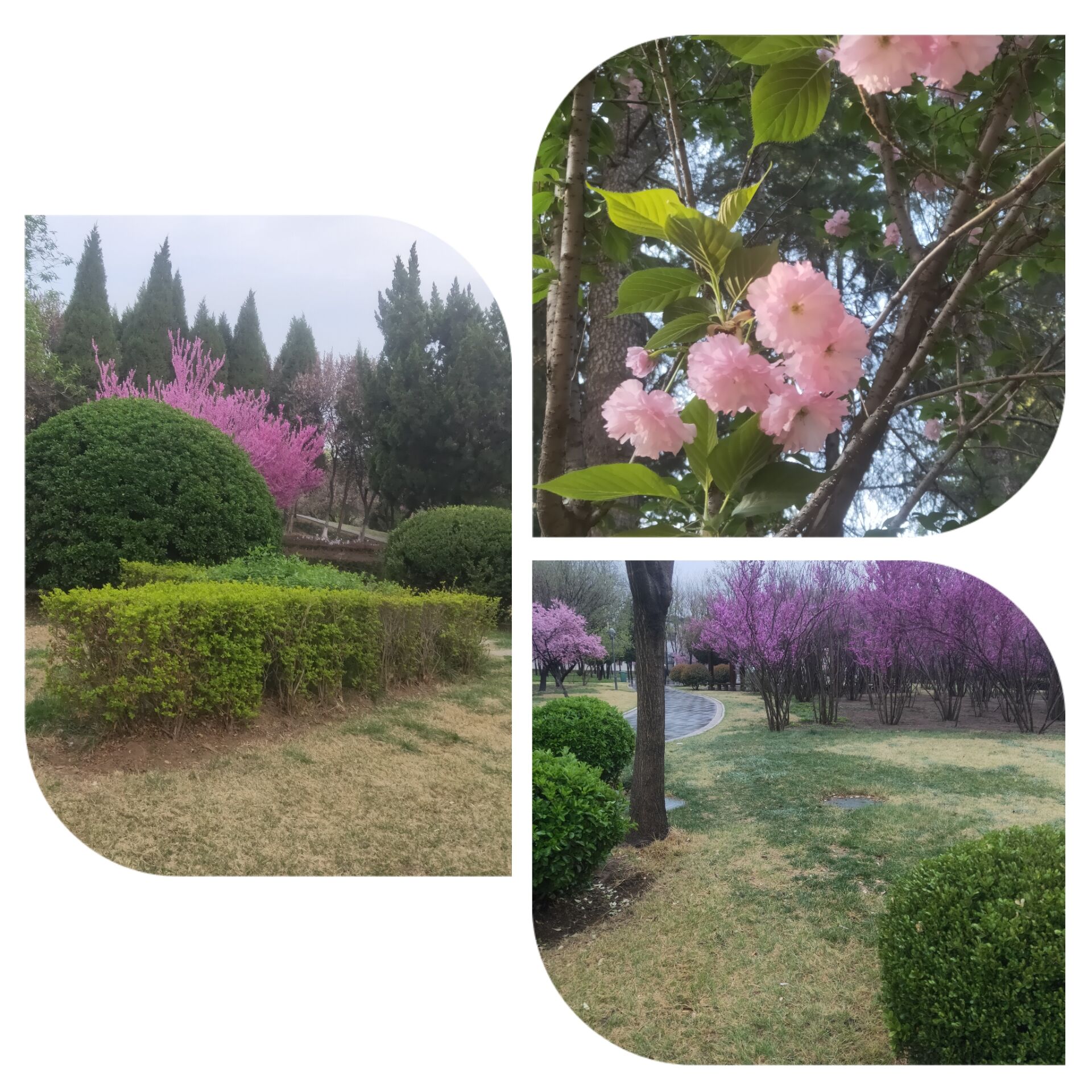 卜+花开盛世