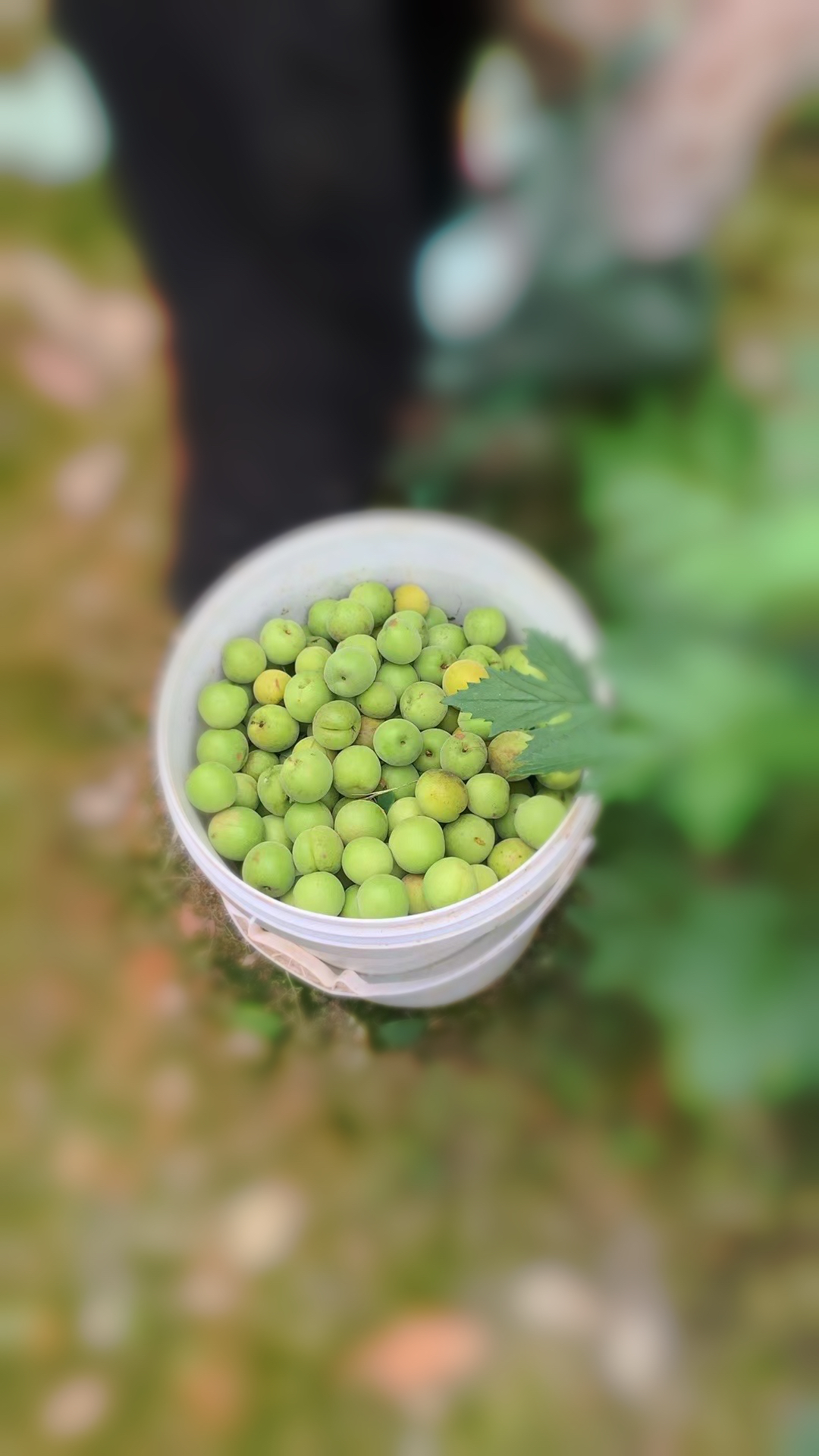 这就是青梅原来的样子