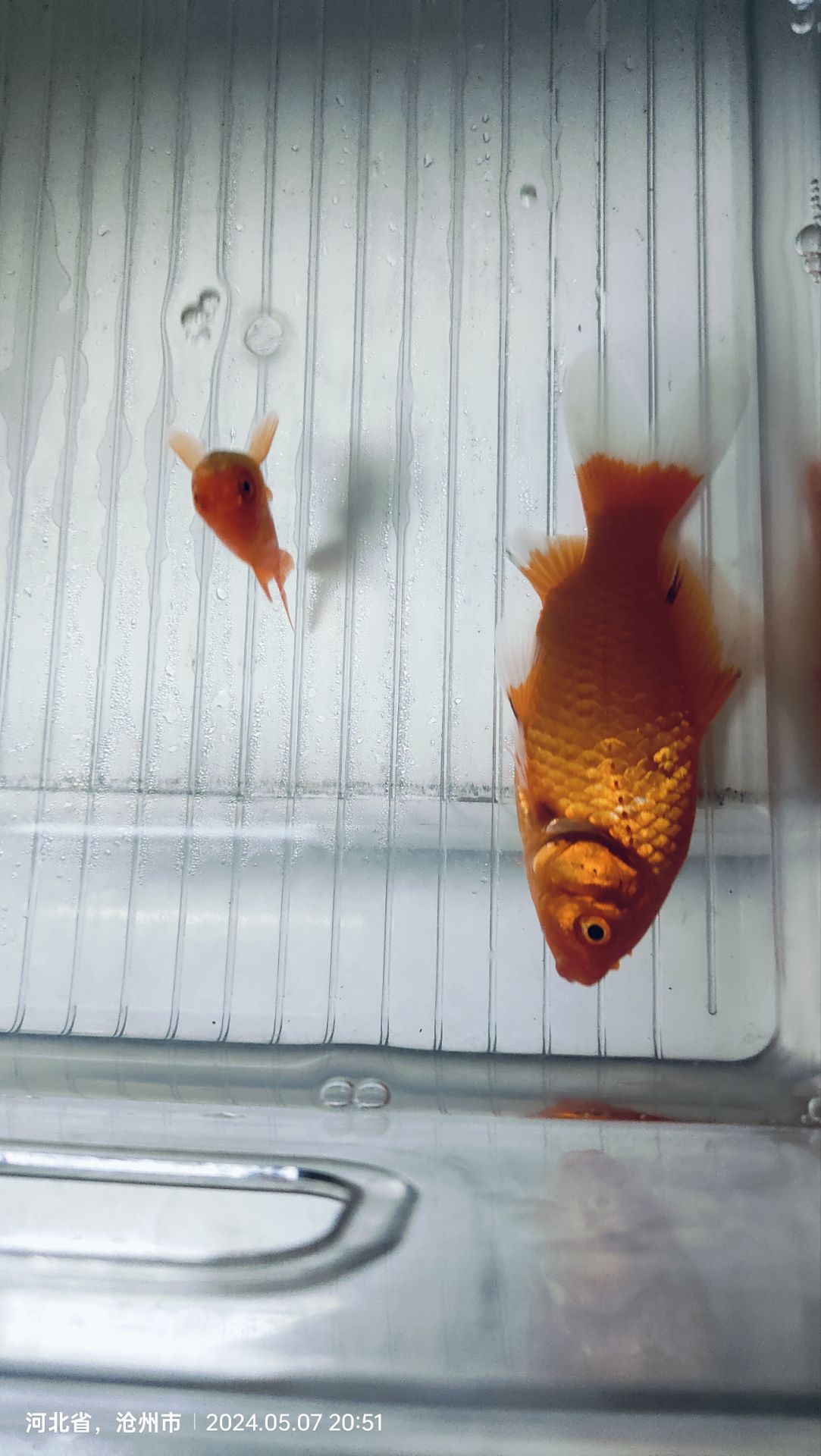 我养的鱼，那都是有特色的。