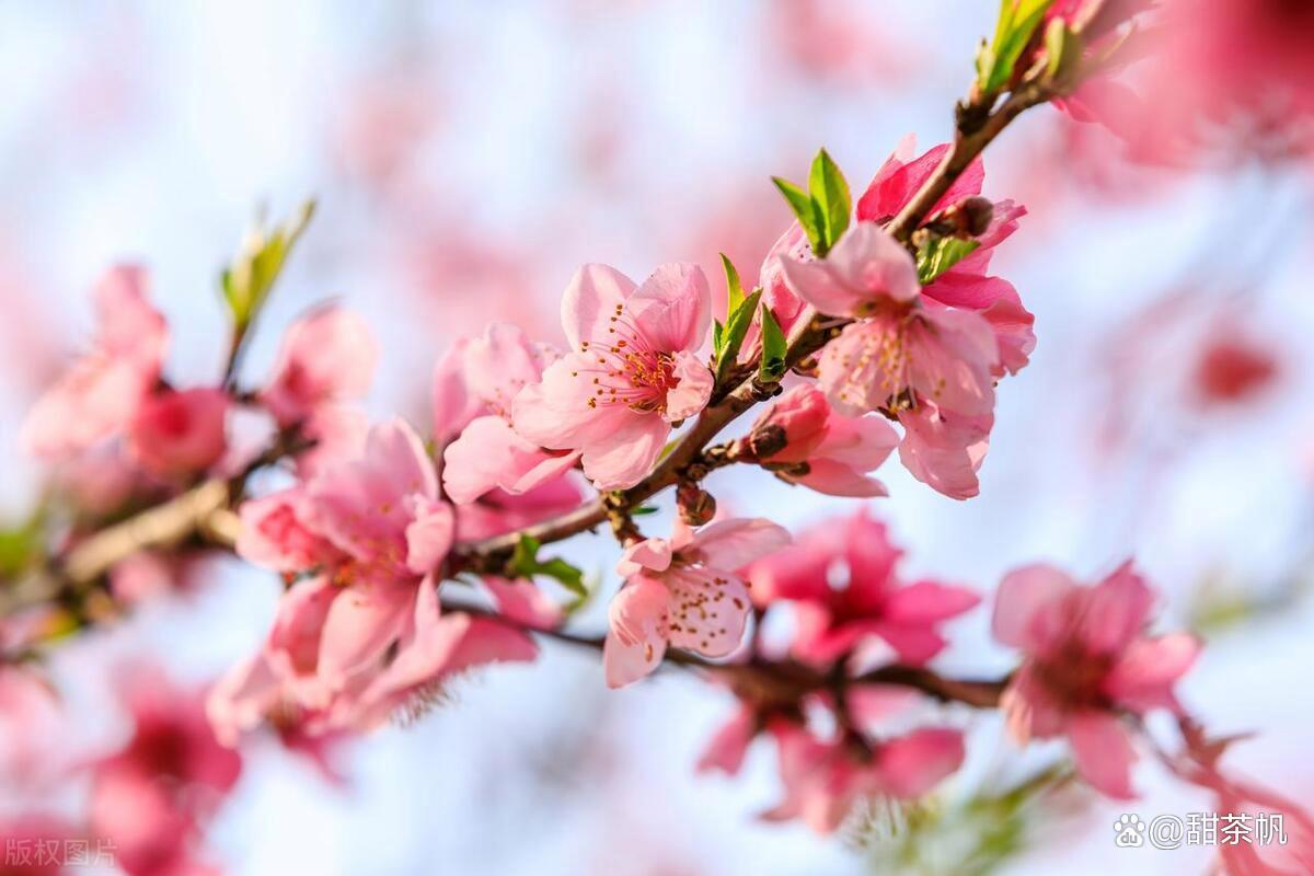 粉色桃花