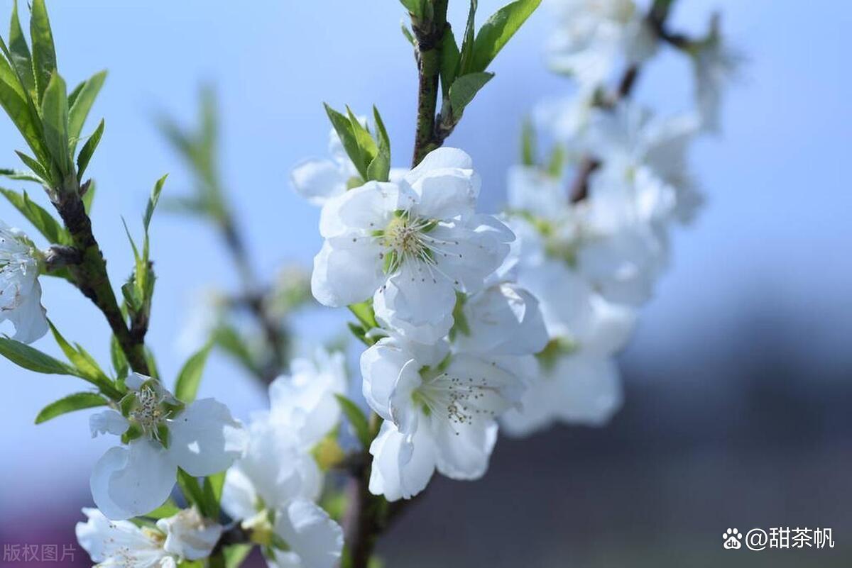 白色桃花
