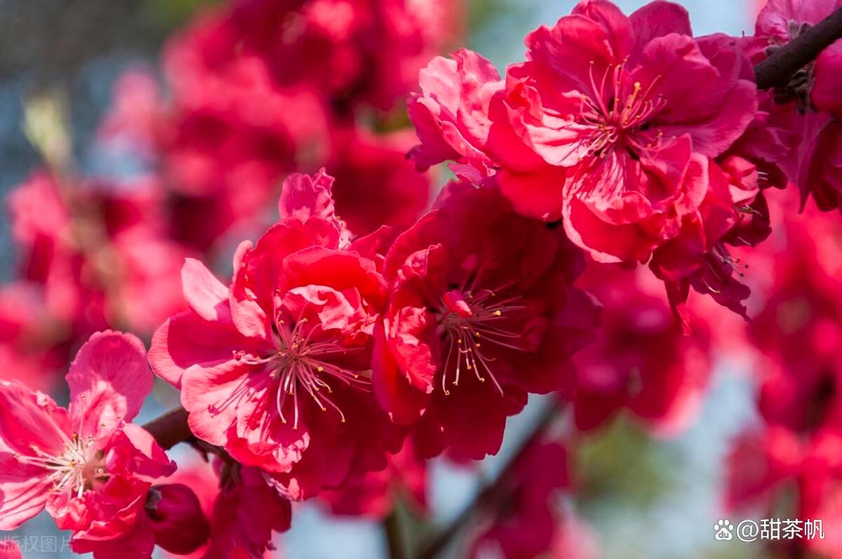 红色桃花