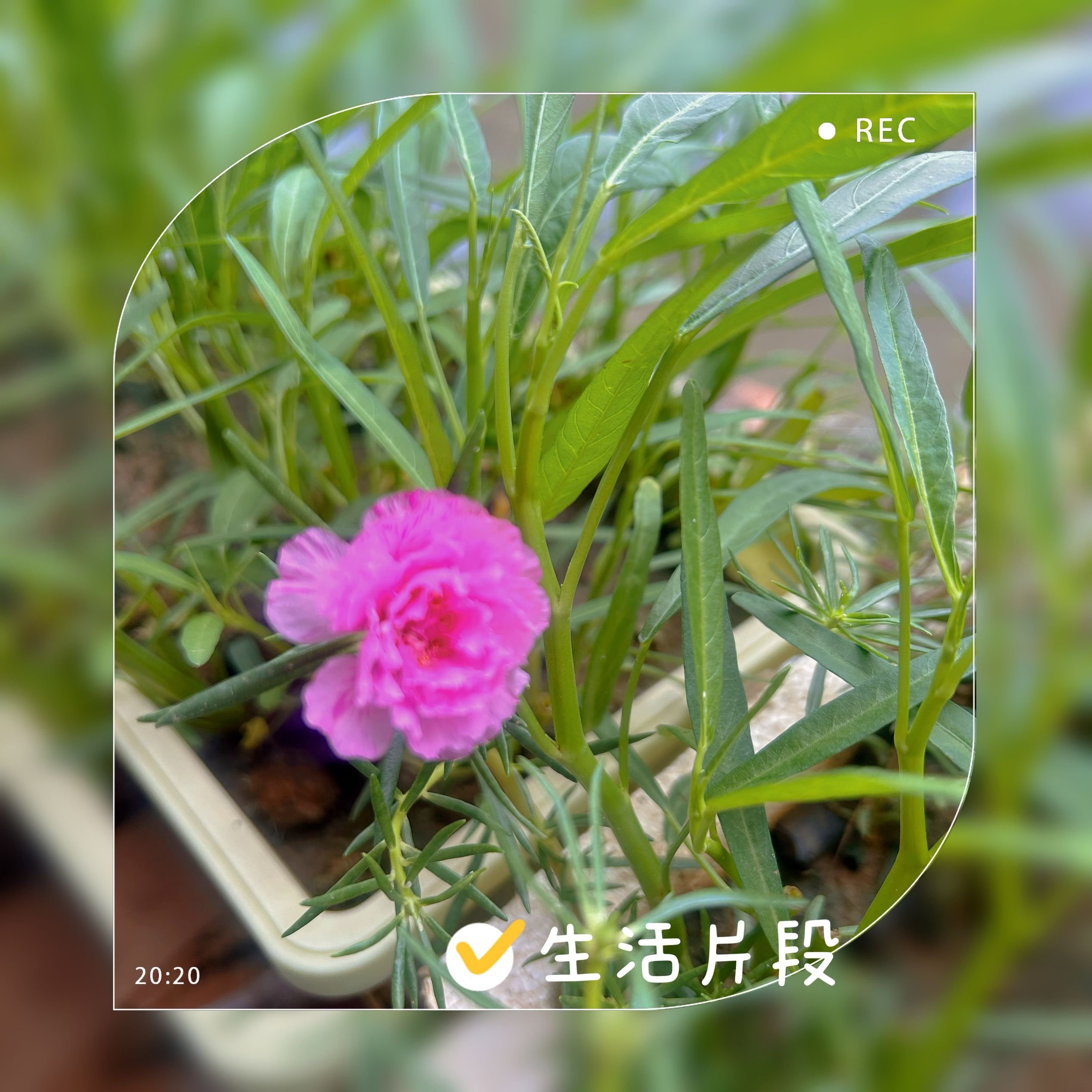 今年第一朵花