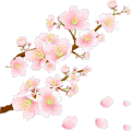 喜欢樱花吗