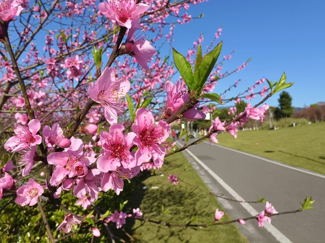 春暖花开