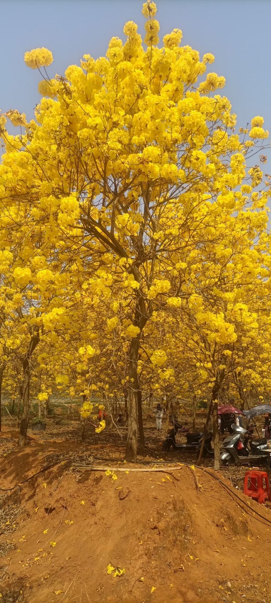 　　黄花风铃　゛　
