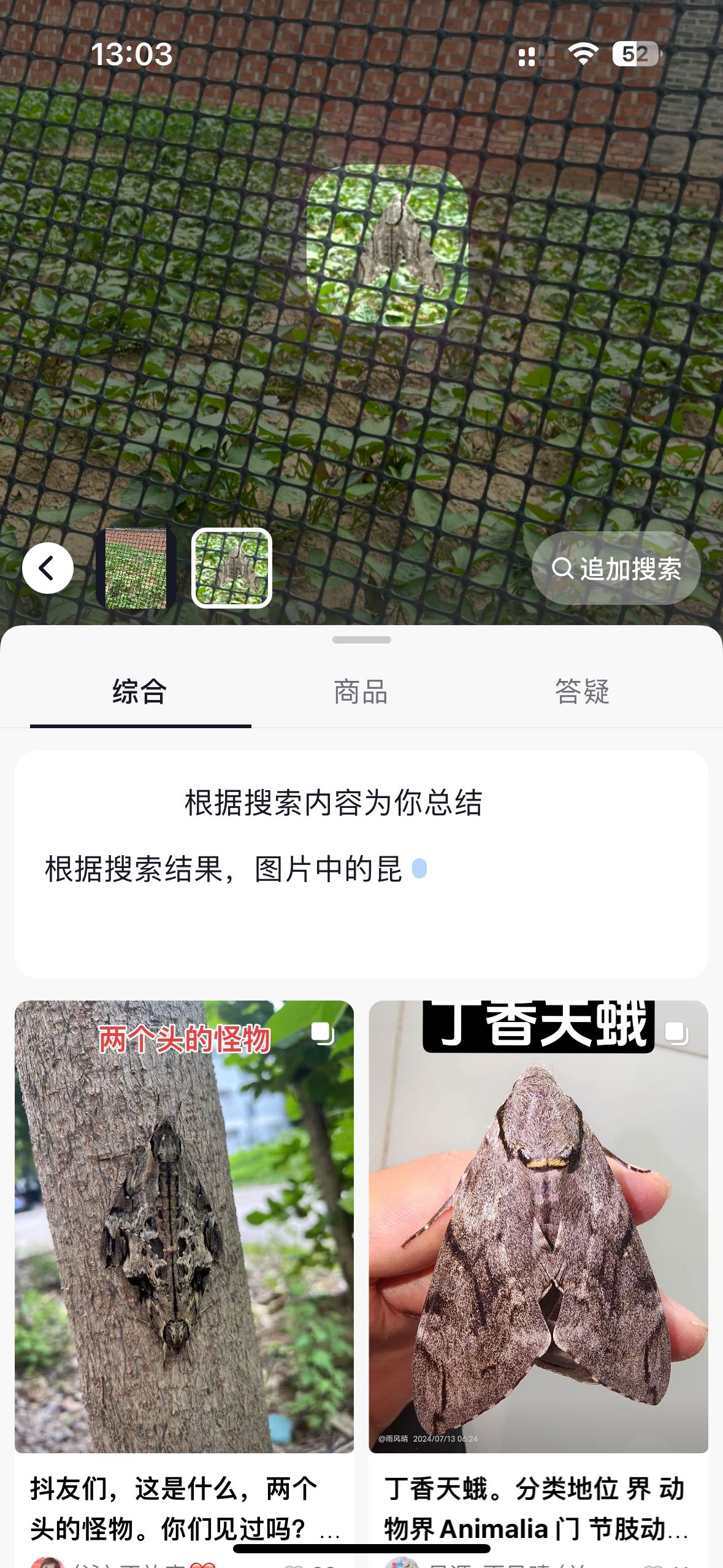 丁香天蛾